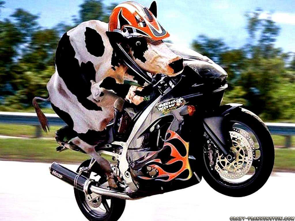 [عکس: cow-on-motorcycle-funny-animal-wallpapers.jpg]