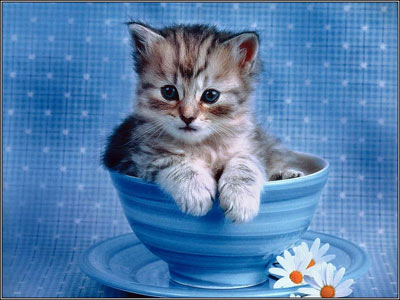 Cute Cats Pics on Cute Cats Wallpapers   Beautiful Cool Wallpapers