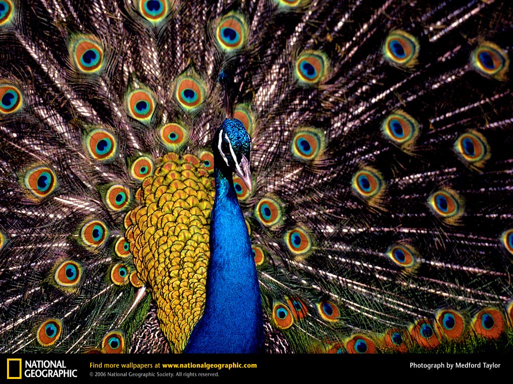 peacock wallpaper on White Peacock Wallpapers    Beautiful Cool Wallpapers