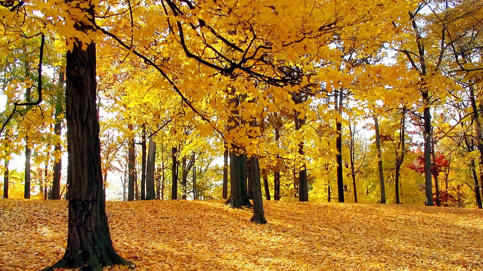 autumn trees 1080p full hd widescreen desktop